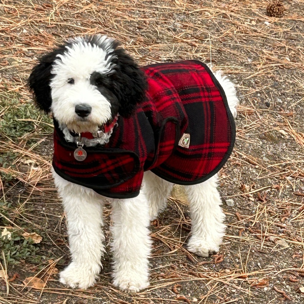 100% wool large dog coat